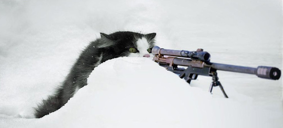 Winston the cat out hunting