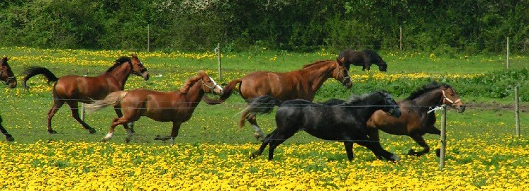 Our horses