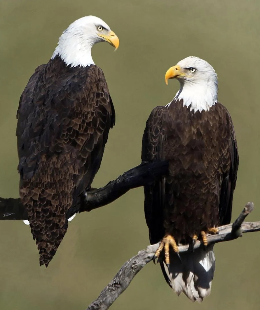 Bald Eagle pair
