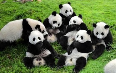 Giant Pandas