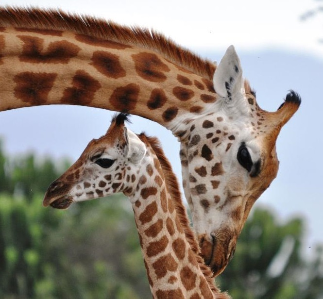 Giraffes