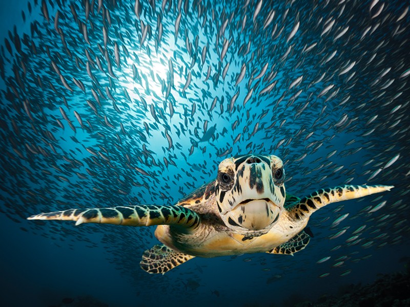 Hawksbill Sea Turtle