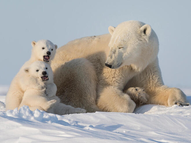 Polar Bear with Cubs