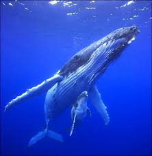 Humpback Whale